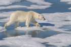 Norway, Svalbard. Polar bear crossing pack ice. Art Print